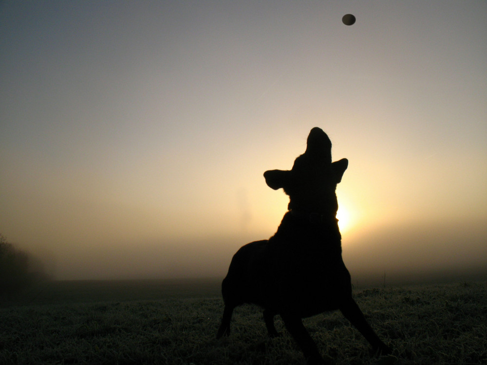 Labrador beim Frühsport