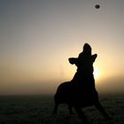 Labrador beim Frühsport