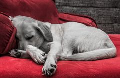 Labrador beim schlafen