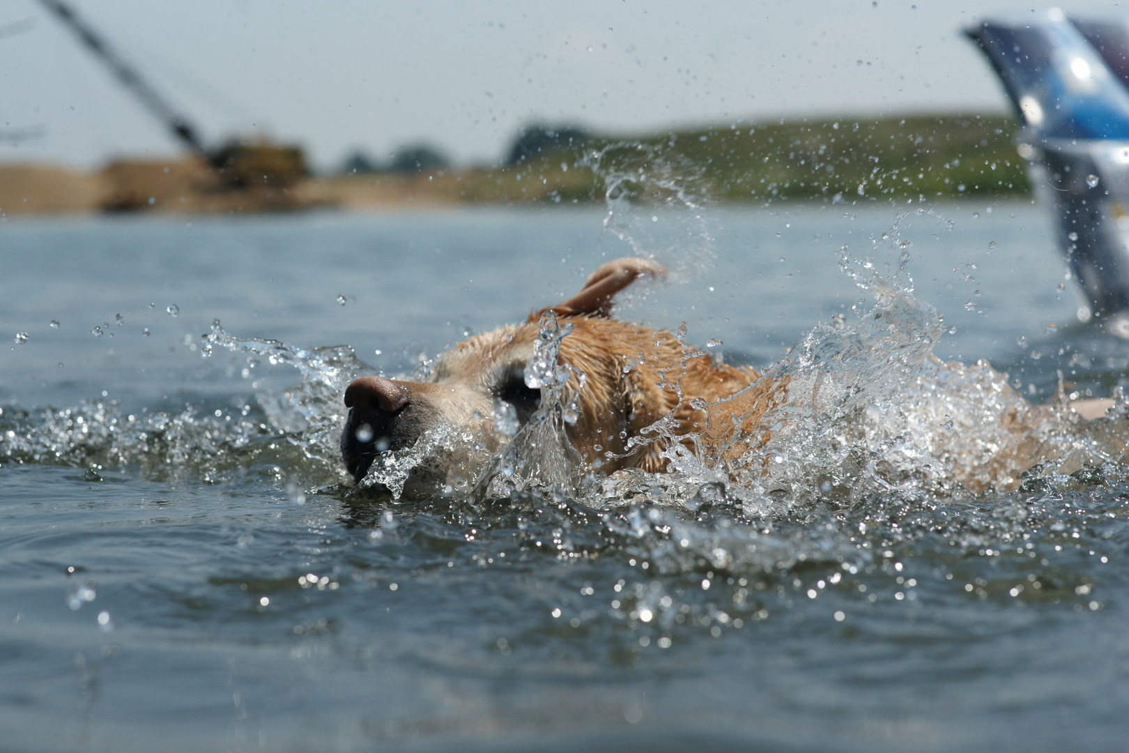 Labrador beim Schwimmen