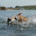 Labrador beim Schwimmen