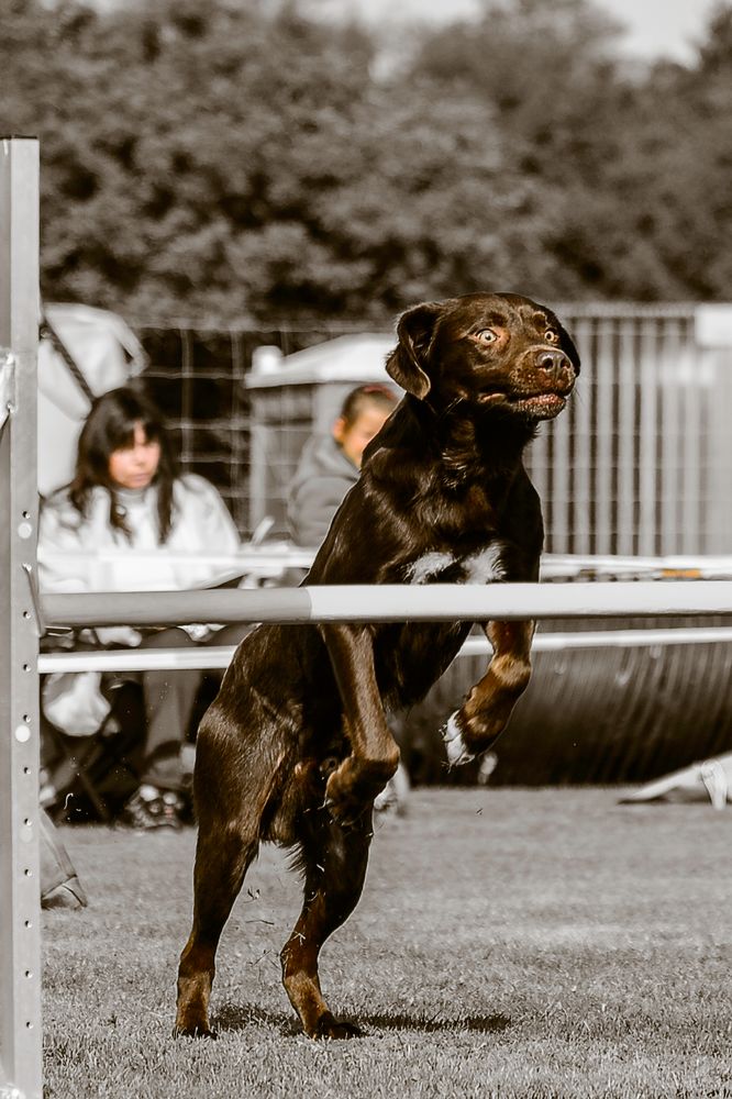 Labrador beim Sprung