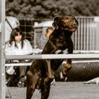 Labrador beim Sprung