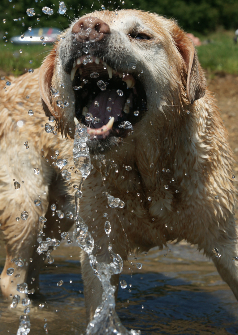 Labrador beim Wasserfangen