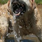 Labrador beim Wasserfangen