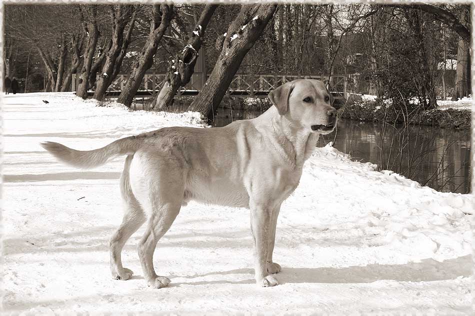 Labrador Ben