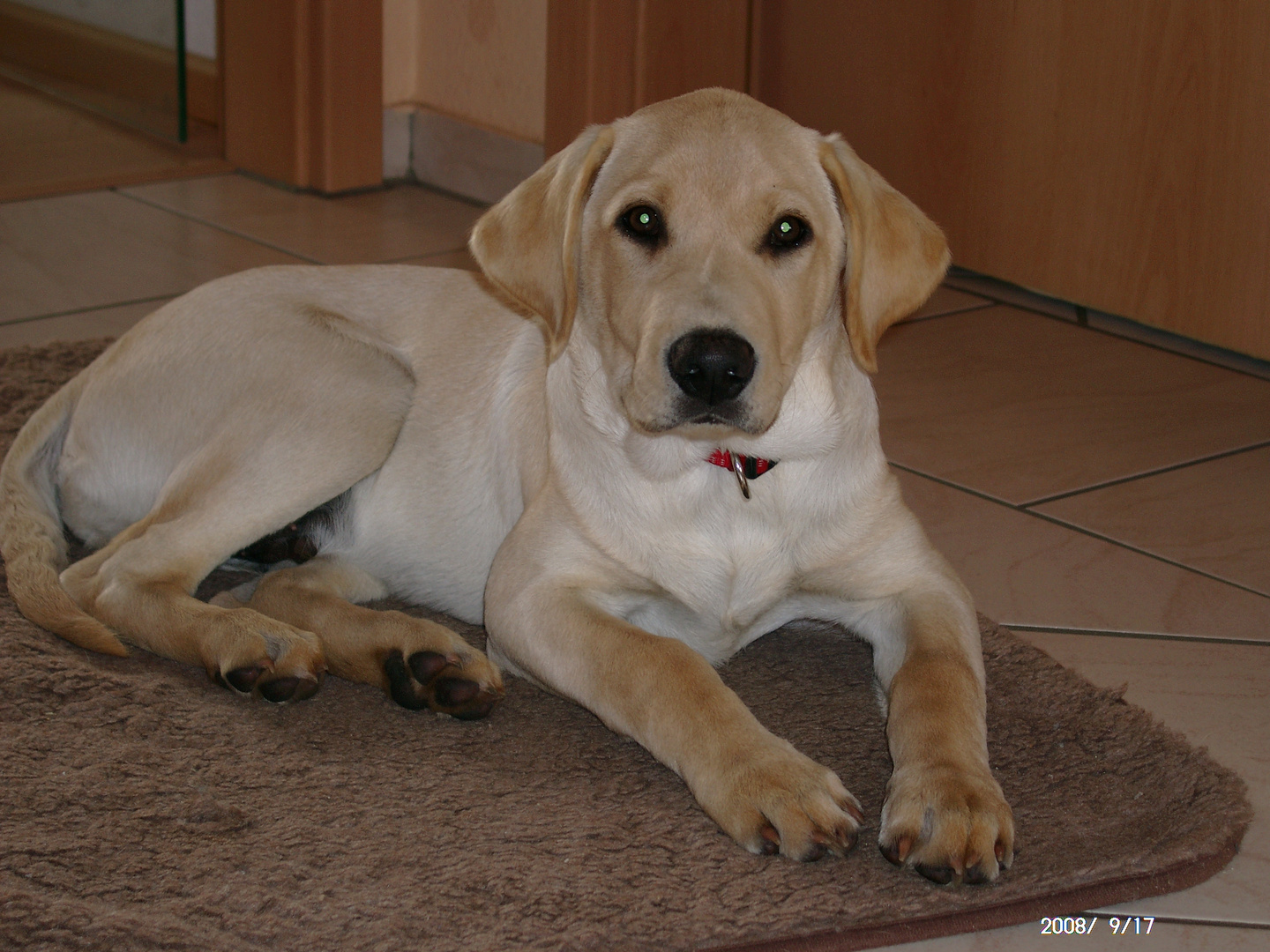 Labrador Berry