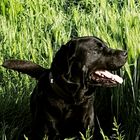 Labrador Blacky