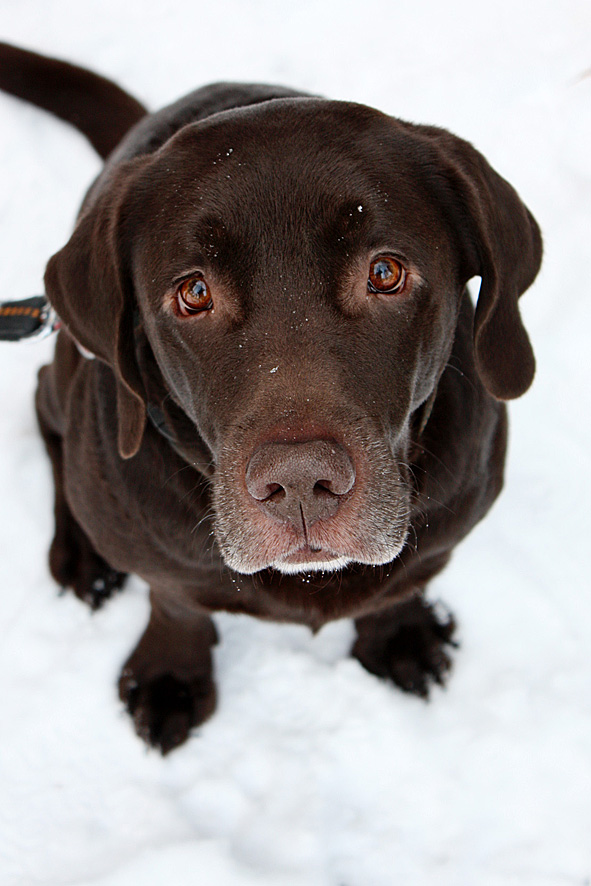 Labrador Blick