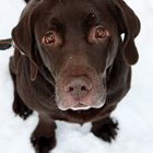 Labrador Blick