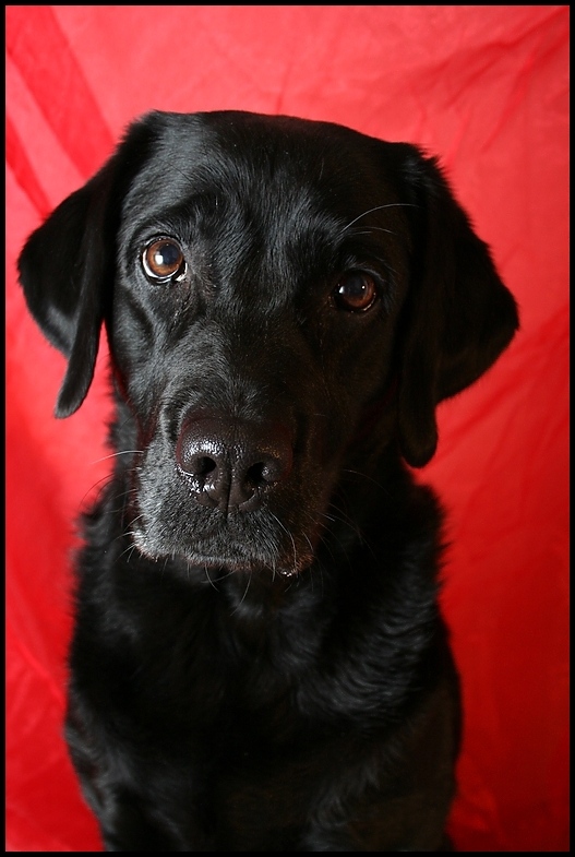 labrador blick