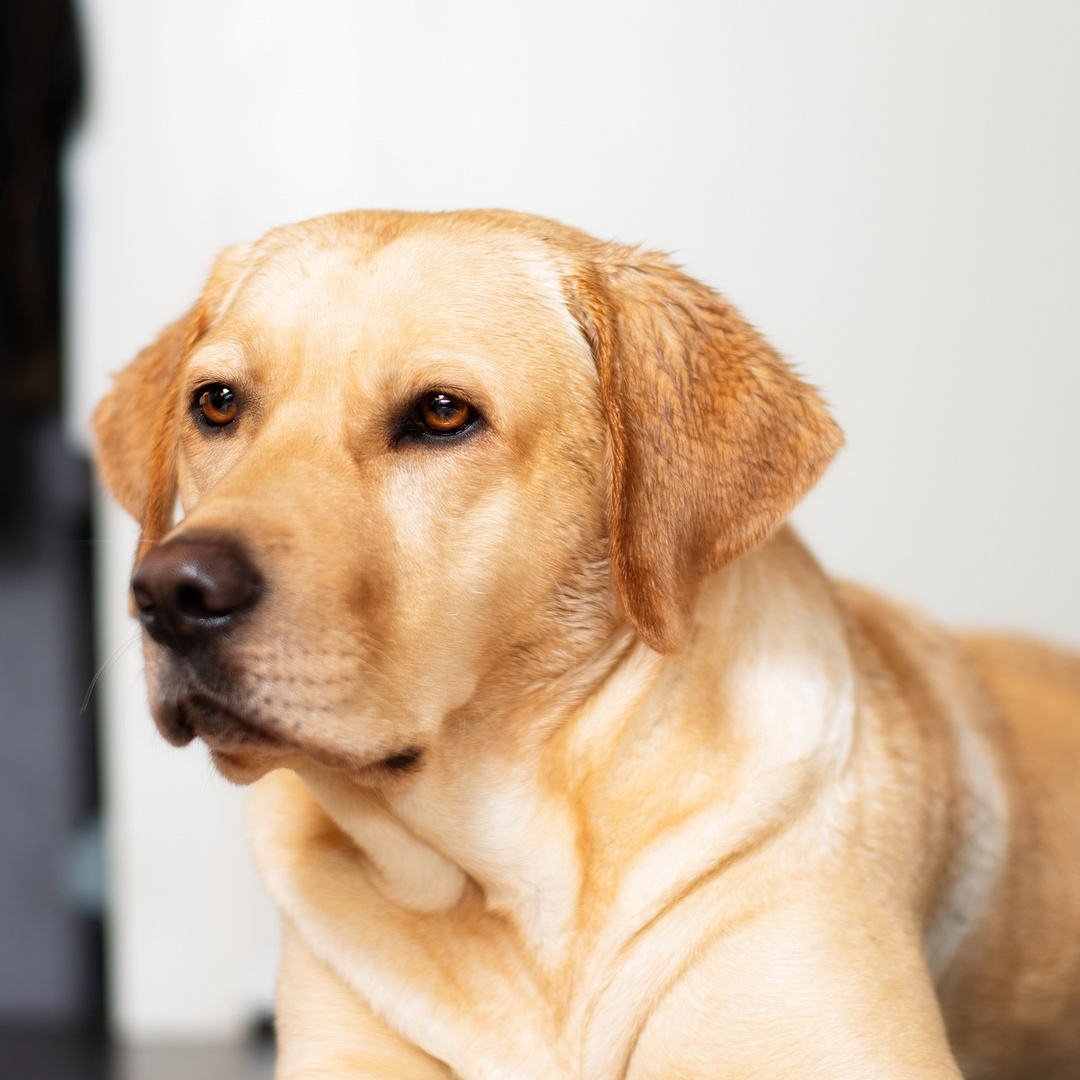 Labrador blond /vom Hundsbusch/ Züchter