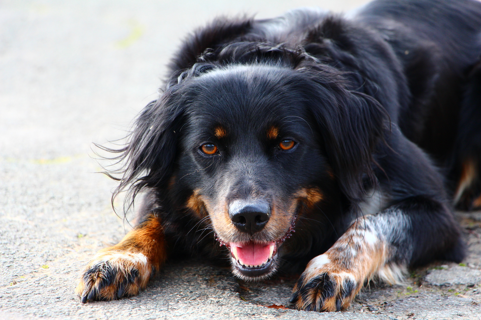 Labrador-Border Collie 4