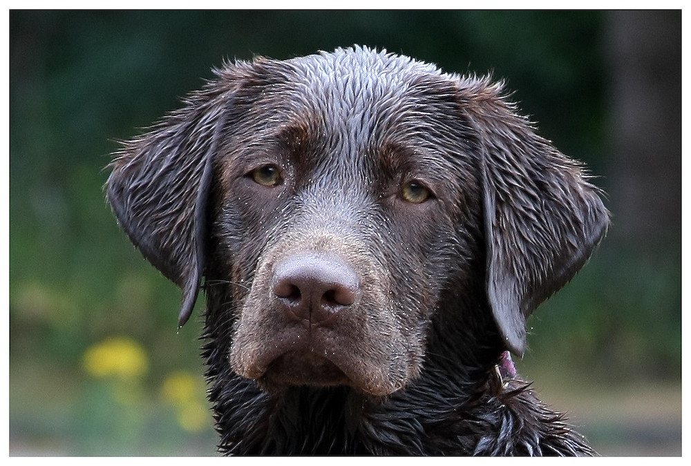Labrador Braun Foto &amp; Bild tiere, haustiere, hunde Bilder auf