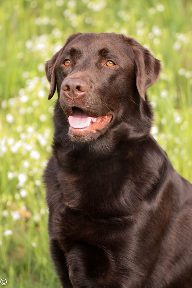 Labrador braun