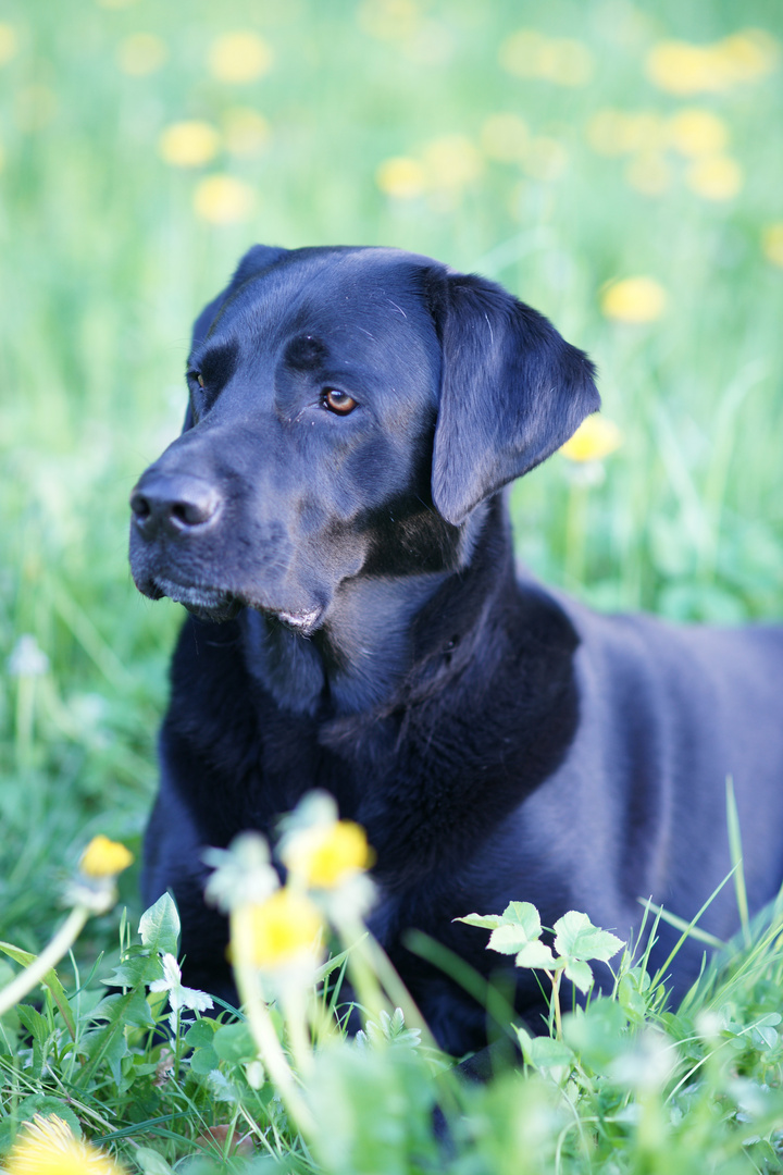 Labrador Chester