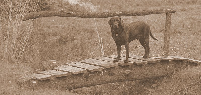 Labrador chocolate