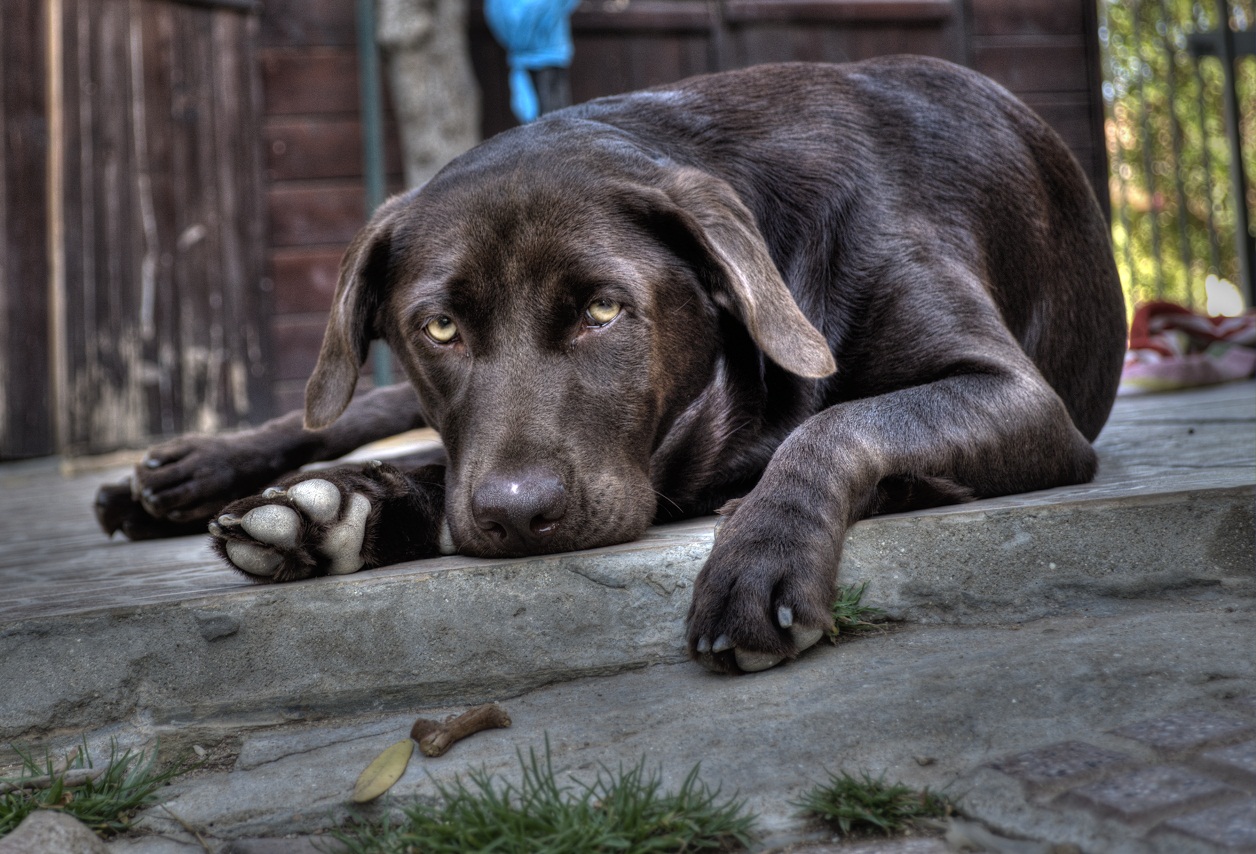 Labrador Chocolate