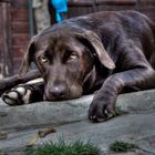 Labrador Chocolate