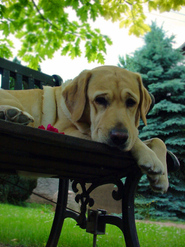 Labrador (Creme)