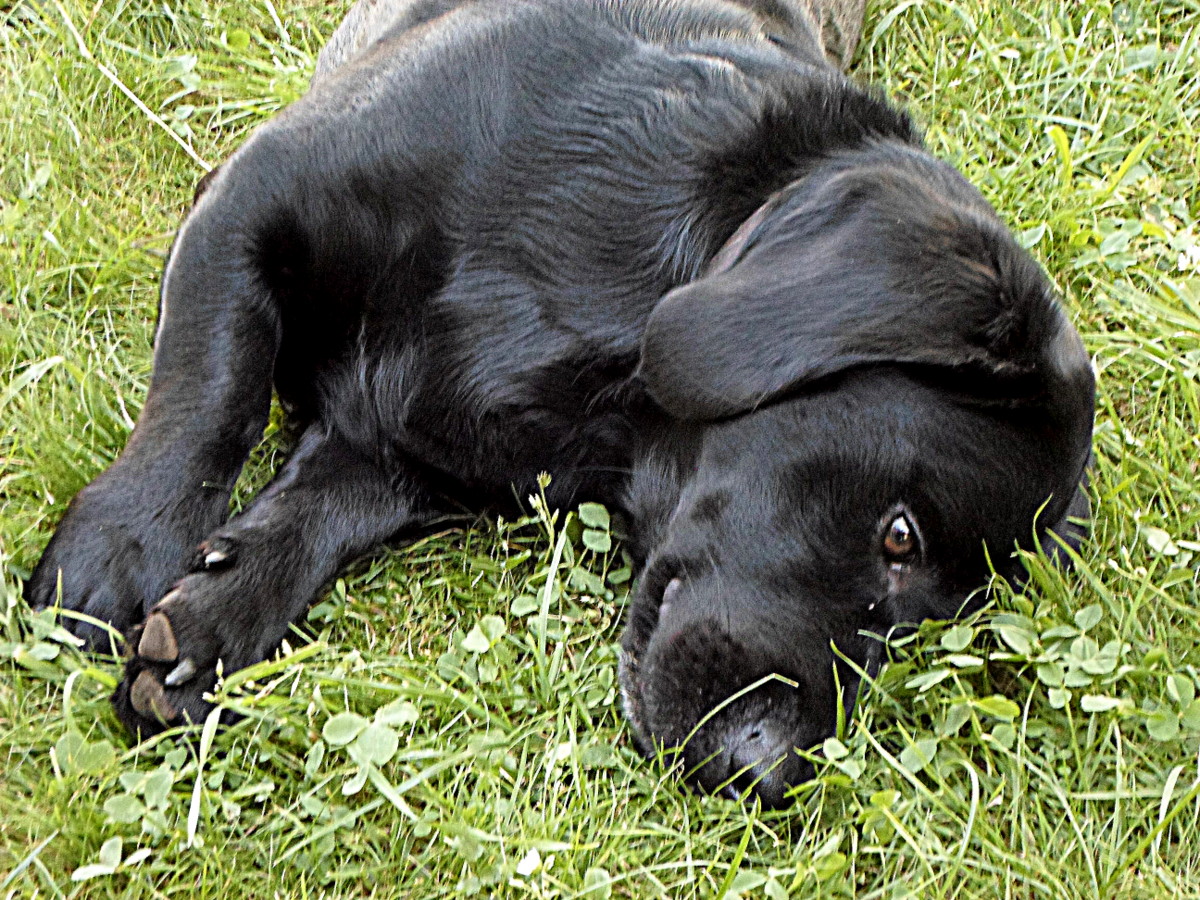 Labrador dackelmix