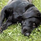 Labrador dackelmix