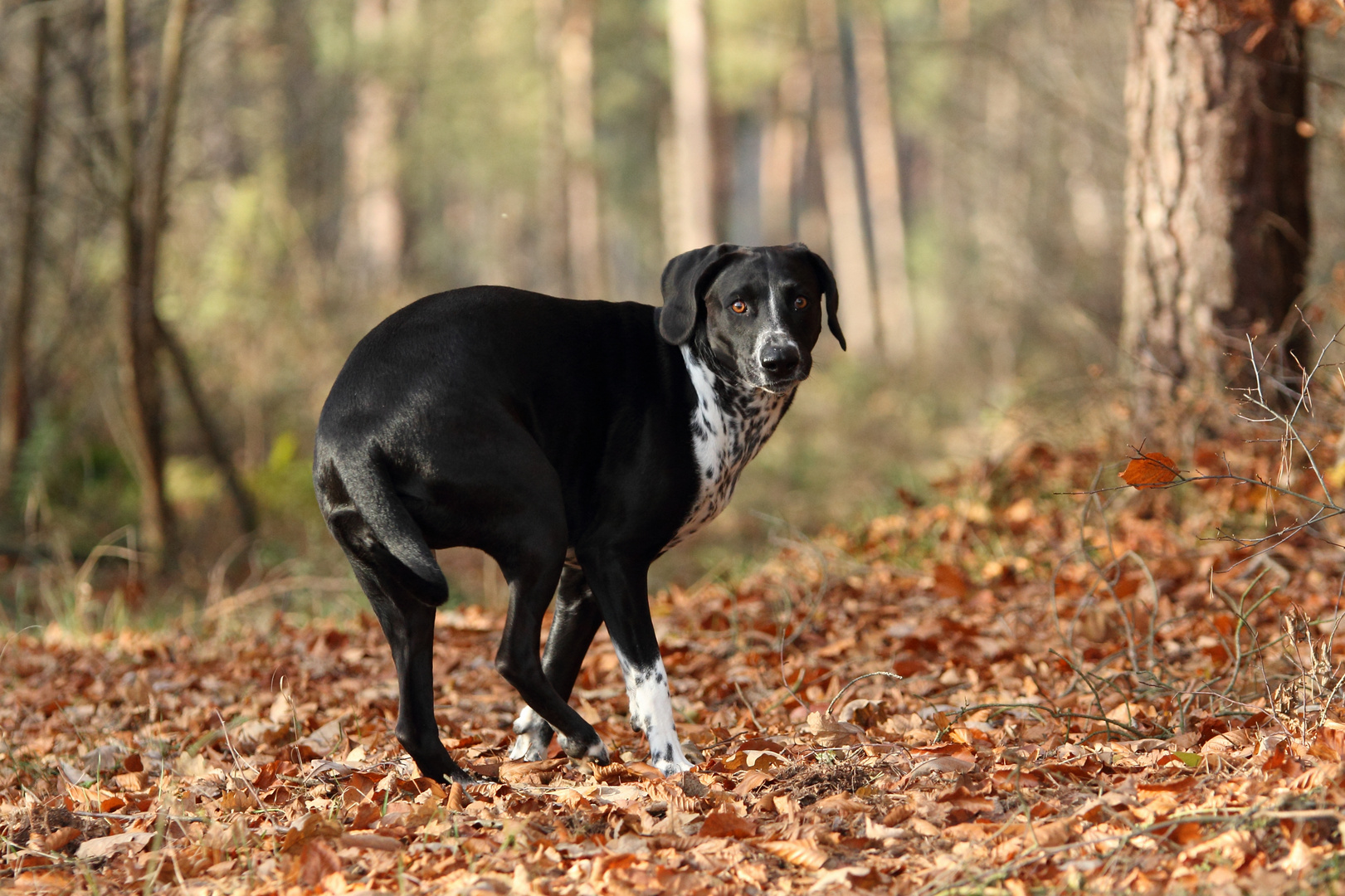 Labrador-Dalmatiner Mischling