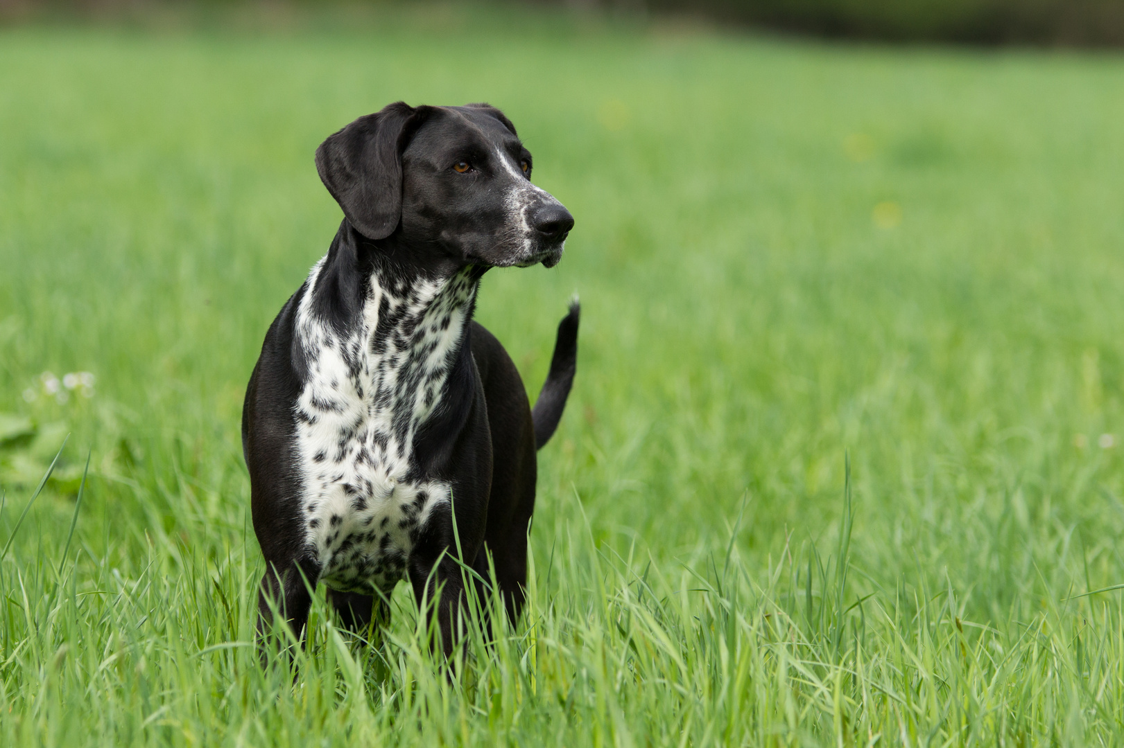 Labrador Dalmatiner Mischling