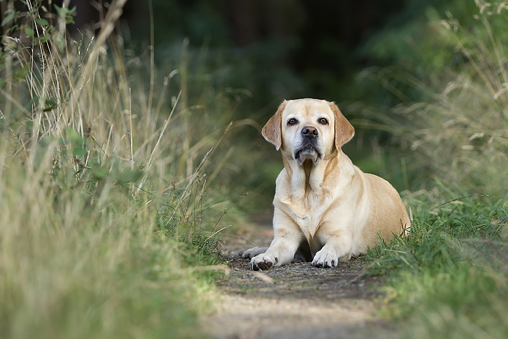 Labrador Dame Nina