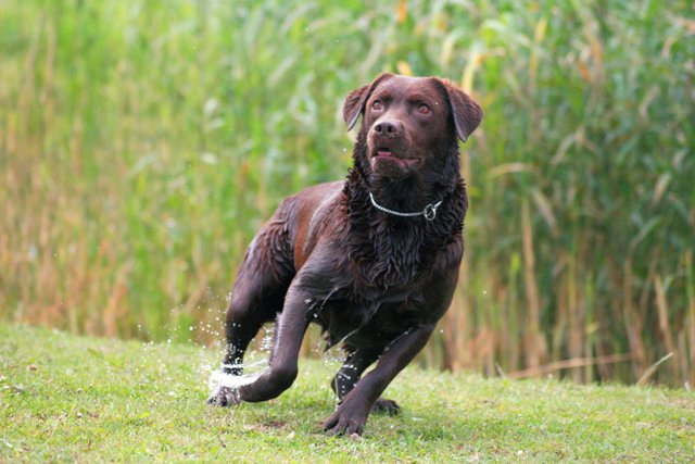 Labrador