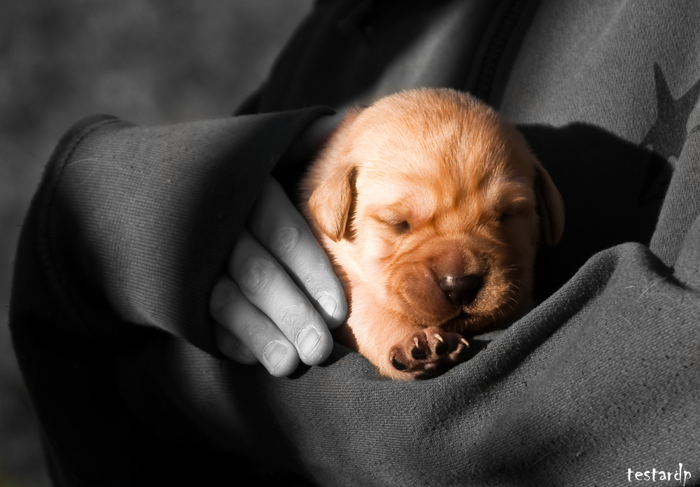 labrador de 12 jours