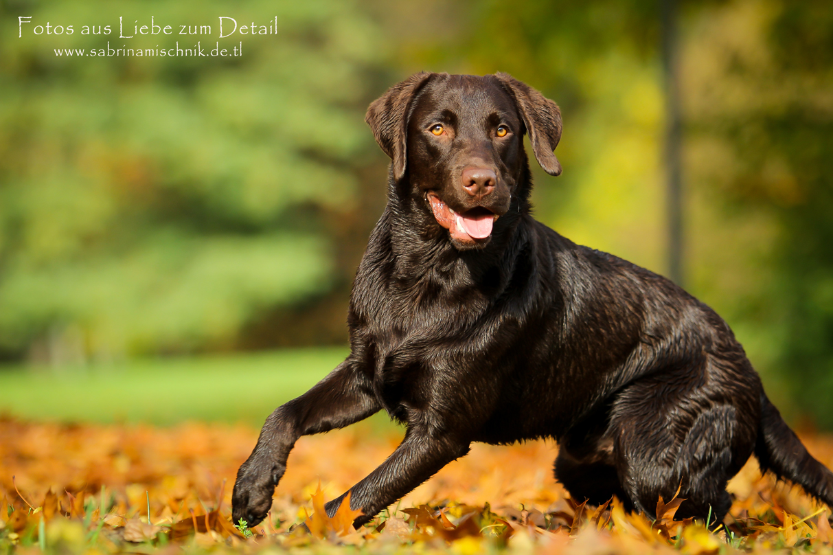 Labrador ,,Duke" im Herbst