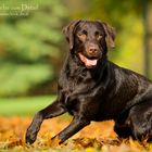 Labrador ,,Duke" im Herbst