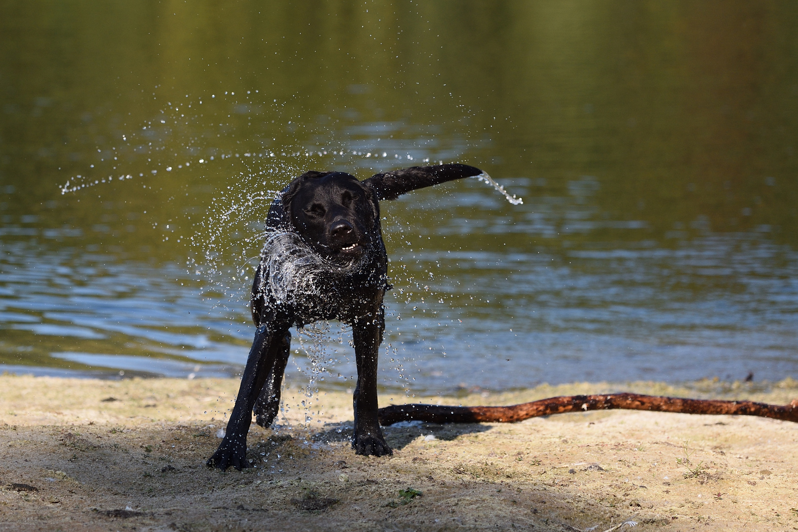 Labrador