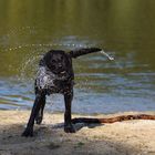 Labrador