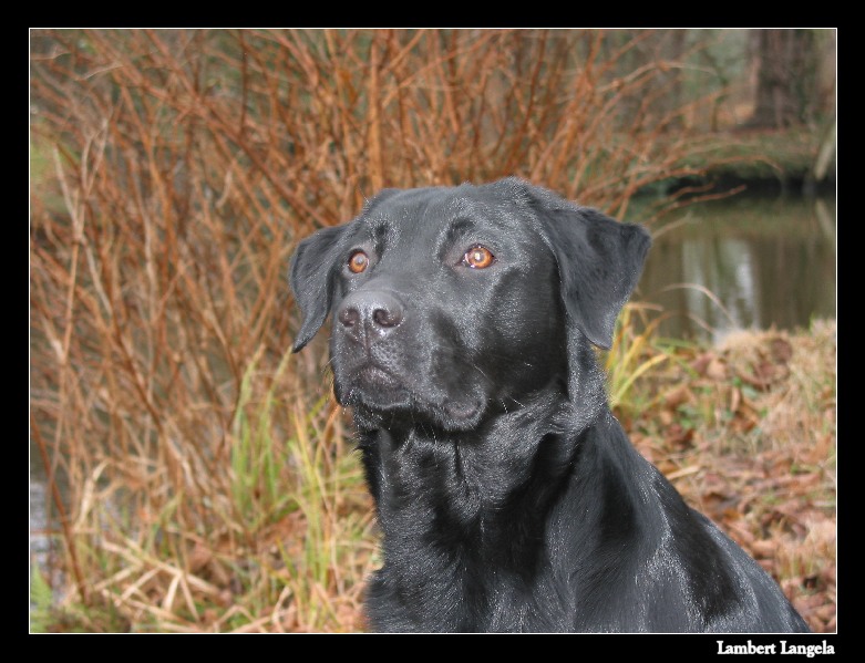 Labrador Emily