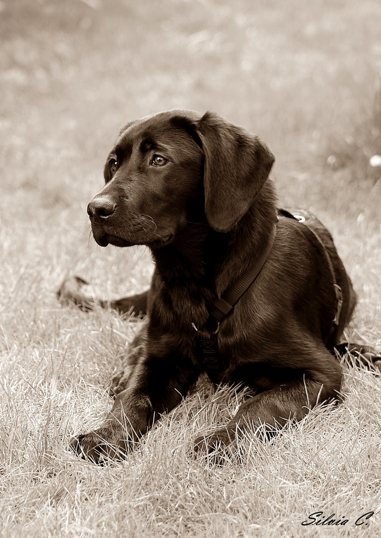 Labrador "Enzo"