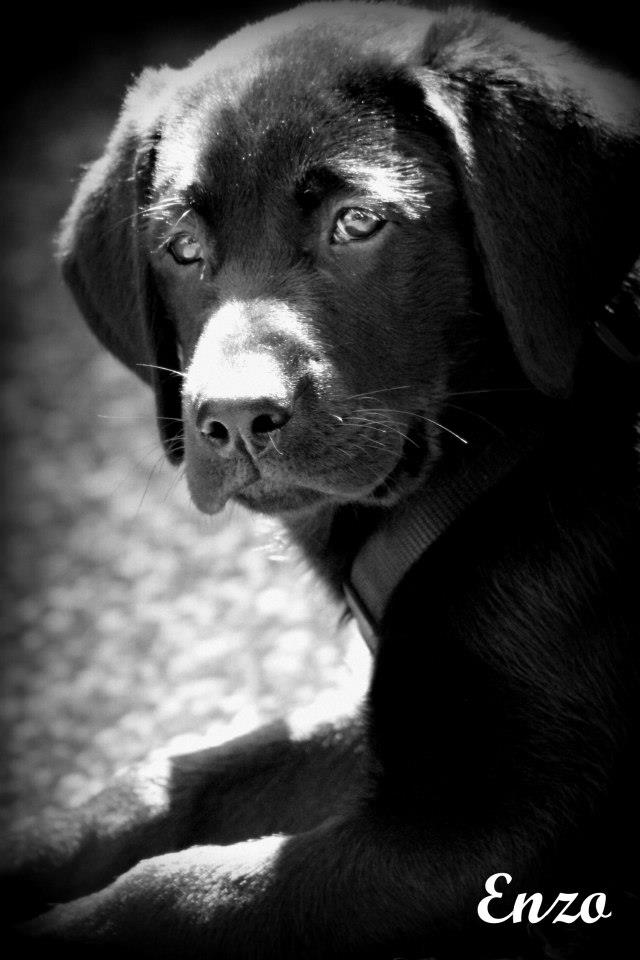 Labrador "Enzo"