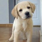 Labrador