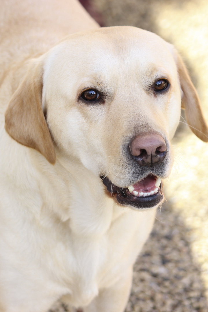 Labrador