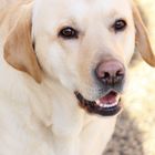 Labrador