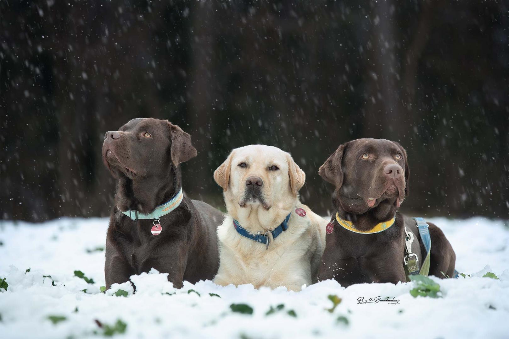 Labrador - Gang 