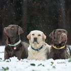 Labrador - Gang 