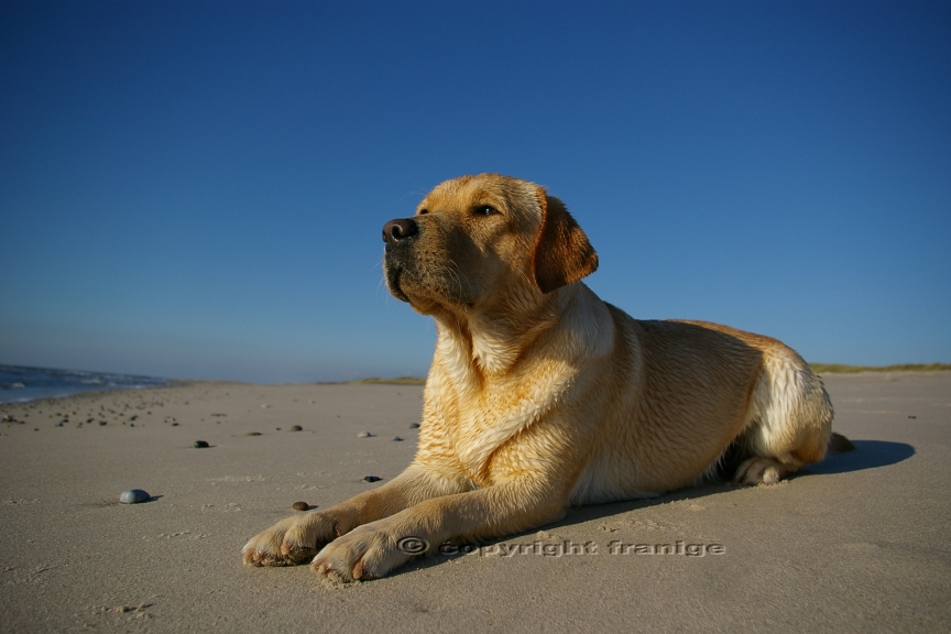 Labrador Gemma - Weitblick am Meer