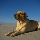 Labrador Gemma - Weitblick am Meer