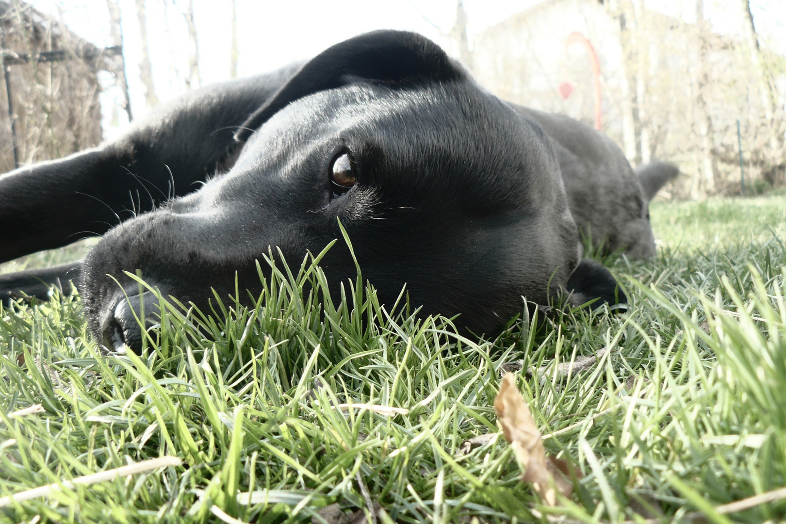 Labrador Gipsy 