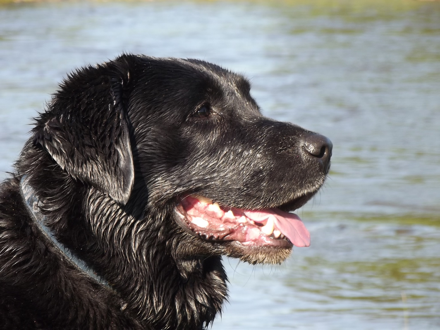 Labrador-Golden-Retriever-Mischling