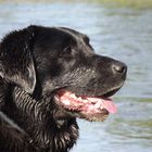 Labrador-Golden-Retriever-Mischling