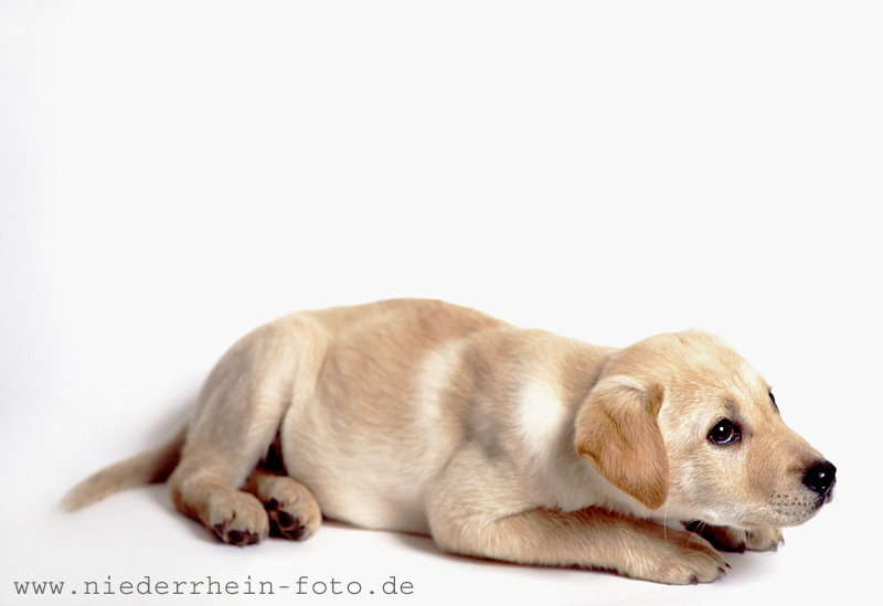 Labrador Golden Retriever - Tierportrait - Fotoworkshop