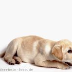 Labrador Golden Retriever - Tierportrait - Fotoworkshop